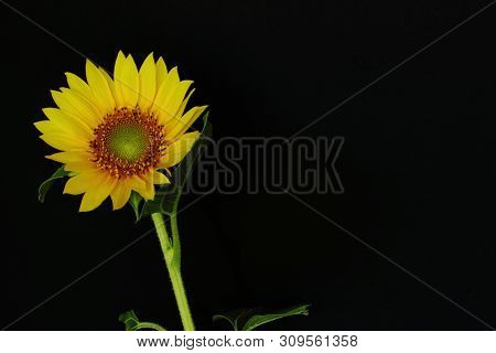 Bright Yellow Sunflower On A Black Background. Symbolic Concept - Summer, Sun, Mood, Rest. Congratul