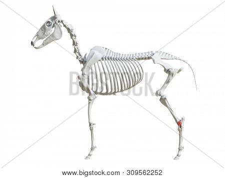 3d rendered medically accurate illustration of the equine skeleton - talus