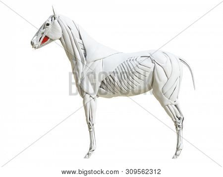 3d rendered medically accurate illustration of the equine muscle anatomy - buccinator