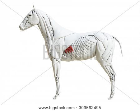 3d rendered medically accurate illustration of the equine muscle anatomy - serratus ventralis