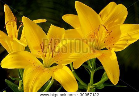 Żółty Lilly
