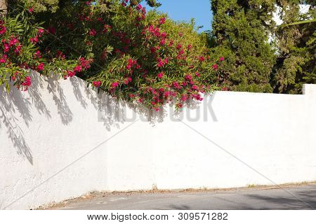 Red Bougainvillea On A White Wall Outdoors In Greece