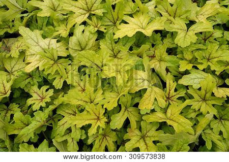 Garden Shop. Heucherella, An Extremely Popular, Evergreen Garden Plant. Heucherella And Tiarella Cro