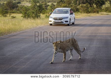 Kruger National Park, South Africa - March 15, 2018 : Leopard Crossing Safari Road In Front Of Touri