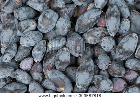 A Group Of Fresh Wild Honeysuckle Dark Blue Berries In Summer