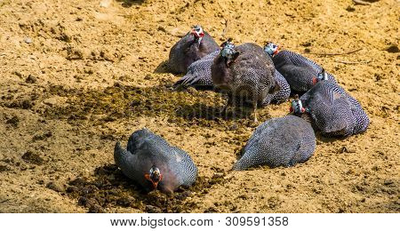 Family Of Helmeted Guineafowl Birds Sitting Together In The Sand, Tropical Bird Specie From Africa