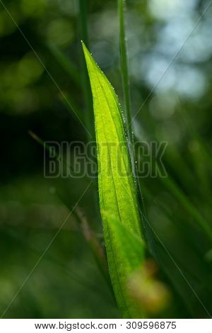 Fresh Medicinal Herb Plantain Lanceolata (plantago Lanceolata)