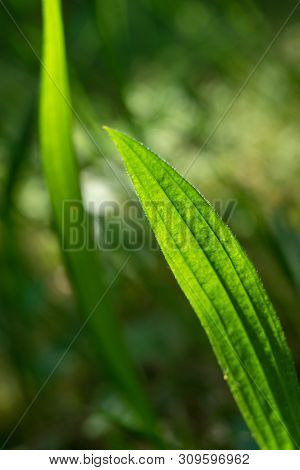 Green Medicinal Herb Plantain Lanceolata (plantago Lanceolata)