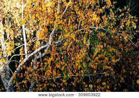 Autumn Leaves Of Birch Tree Close-up. Fall Natural Background Of Yellow Orange Green Foliage. Scenic