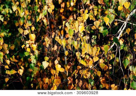 Autumn Leaves Of Birch Tree Close-up. Fall Natural Background Of Yellow Orange Green Foliage. Scenic