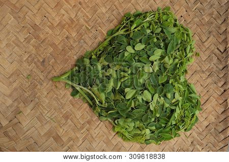 Moringo Tree Leaves.
