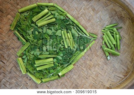 Moringo Tree Leaves And Drumsticks Fruits Of This Plants