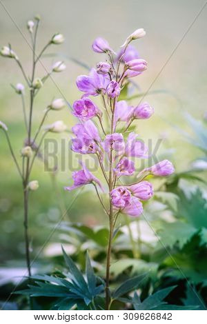 Delphinium Elatum Flower Blossoms In Summer. Close Up.