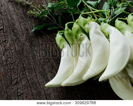 Agasta,sesban, Vegetable Humming Bird,