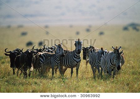 Zebraer og gnuer