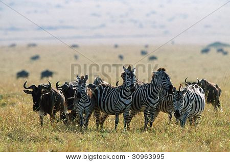 Zebraer og gnuer