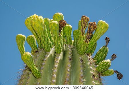 Saguaro Cactus Flowers On Top Against Sky