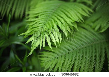 beautiful brught green fern background