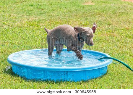 Weimaraner puppy splashing water with his paw in a kiddie pool on a hot summer day