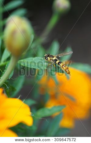 Macro Of A Striped Hoverfly Sphaerophoria Scripta Sits On A Green Leaf Of The Tagetis Plant In The F