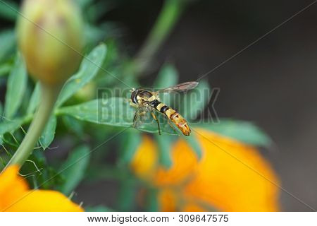 Macro Hoverfly Sphaerophoria Scripta Sits On A Green Leaf Of The Tagetis Plant In The Foothills Of T