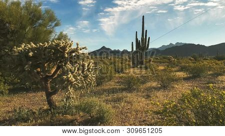 Shot Of Cactus And The Ajo Mountains In Arizona