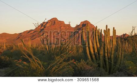 Sunset At Organ Pipe Cactus National Moument In The Ajo Mnts