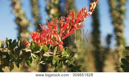 Close Up Of Ocotillo Cactus Flowers Near Ajo Az