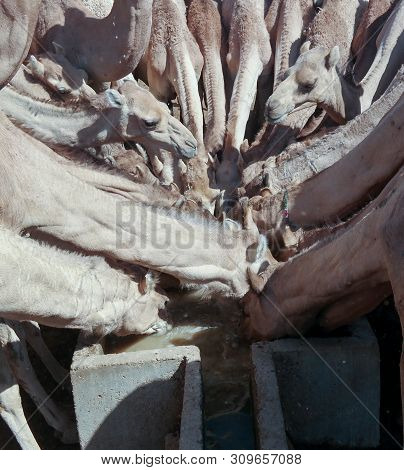 Portrait Of Drinking Camels At The Desert Well In Djibriga , Barh-el-gazal, Chad