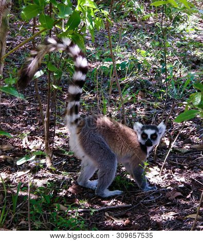 Portrait Of The Eating Ring-tailed Lemur Lemur Catta Aka King Julien In Anja Community Reserve ,mana