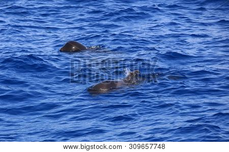 Short-finned Pilot Whale (globicephala Macrorhynchus) In The Atlantic Ocean. Canary Islands. Spain