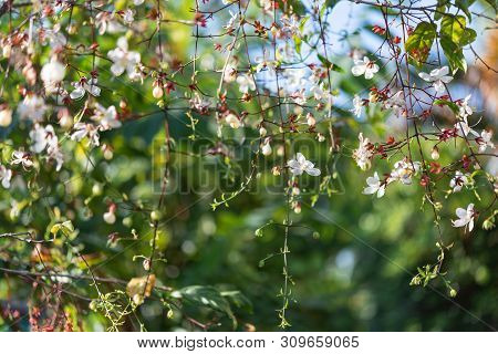 A Little White Flowers Hanging Frome Brach,nodding Clerodendron, Clerodendrum Wallichii Merr