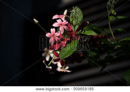 Beautiful Pink And Red Rangoon Creeper Flowers In Garden Outdoor
