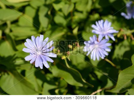 Flowers Of Common Succory (cichorium Intybus L.)