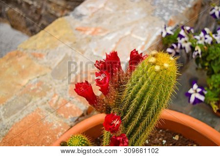 Echinopsis Huascha Red Flowering Cactus, Red Flowers.