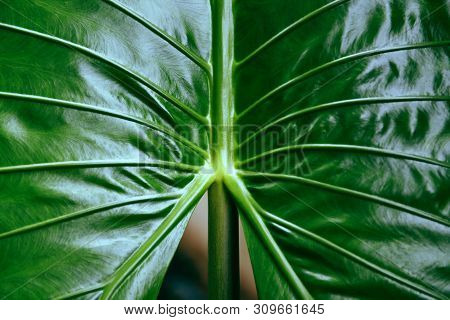Green Leaves Pattern Texture Background Giant Taro Leaf Araceae / Plants Water Weeds In Tropical For