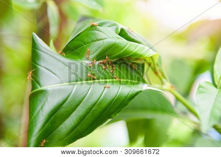 Ant Nest On The Tree / Red Ants Working Weaver Nest With Green Leaves On The Nature Forest On Summer