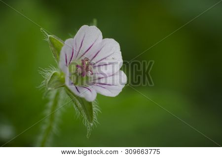 Geranium Sibiricum, Tiny White Wild Flower In The Garden, Macro, Close Up.