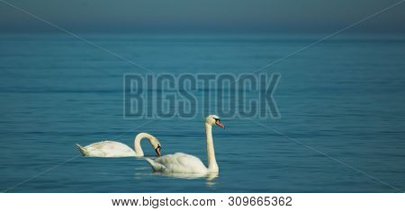 Beautiful White Dignified Swans Resting On The Blue Calm Water Of The Baltic Sea