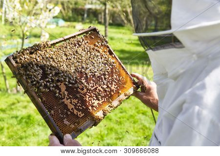 Beekeeper Is Looking Swarm Activity Over Honeycomb On Wooden Frame, Control Situation In Bee Colony.