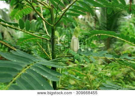 Agasta Helping To Prevent And Inhibit Cancer