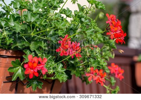 Red Geranium ( Pelargonium) Flowers Blooming In A Garden