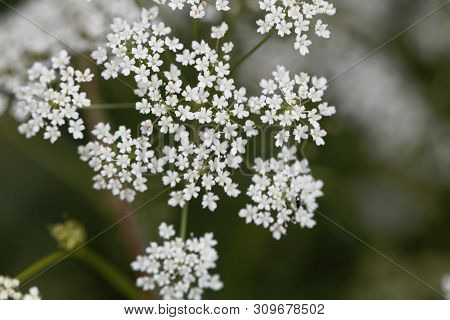 Macro Photo Of Greater Burnet-saxifrage, Pimpinella Major.