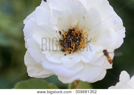Rose Flower Infested  With Common Pollen Beetle, Brassicogethes Aeneus