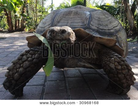 groÃŸe SchildkrÃ¶te