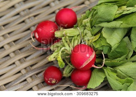 Bush Of Radish On Wooden Table Background