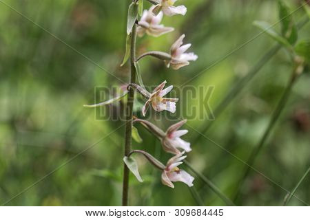 Flowers Of A Marsh Helleborine, Epipactis Palustris