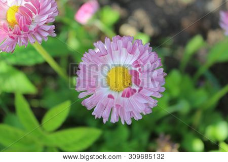 Pink Daisies On Green Background In Garden On Sunny Day
