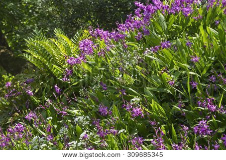 Garden View Of Chinese Pink Orchids, Bletilla Striata.