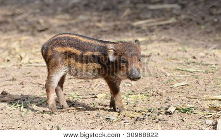 Baby wildboar i chiang mai night safari